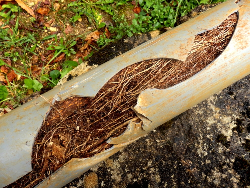Split,Drainage,Pipe,Caused,By,Ingress,Of,Tree,Roots